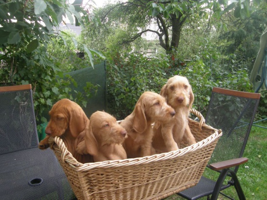 Wyżeł węgierski szorstkowłosy